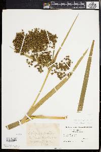 Scirpus expansus image