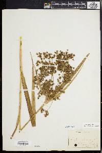 Scirpus expansus image