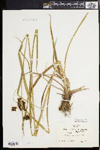 Scirpus georgianus image