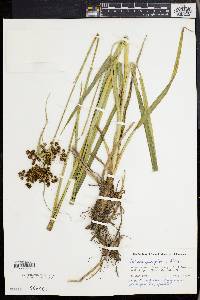 Scirpus georgianus image