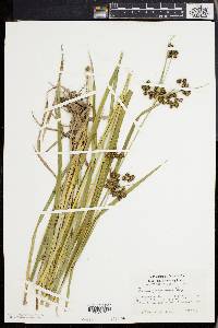 Scirpus georgianus image