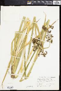 Scirpus georgianus image