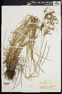 Scirpus atrocinctus image