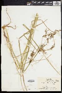 Scirpus atrocinctus image