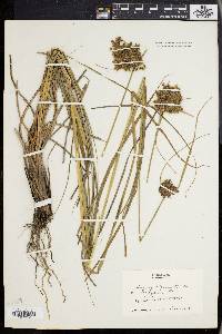 Scirpus atrocinctus image