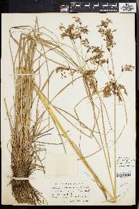 Scirpus atrocinctus image