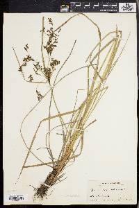 Scirpus atrocinctus image