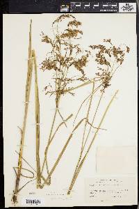 Scirpus atrocinctus image