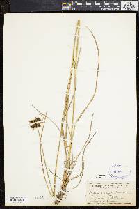 Scirpus atrocinctus image