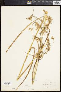 Scirpus atrocinctus image