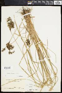 Scirpus atrocinctus image