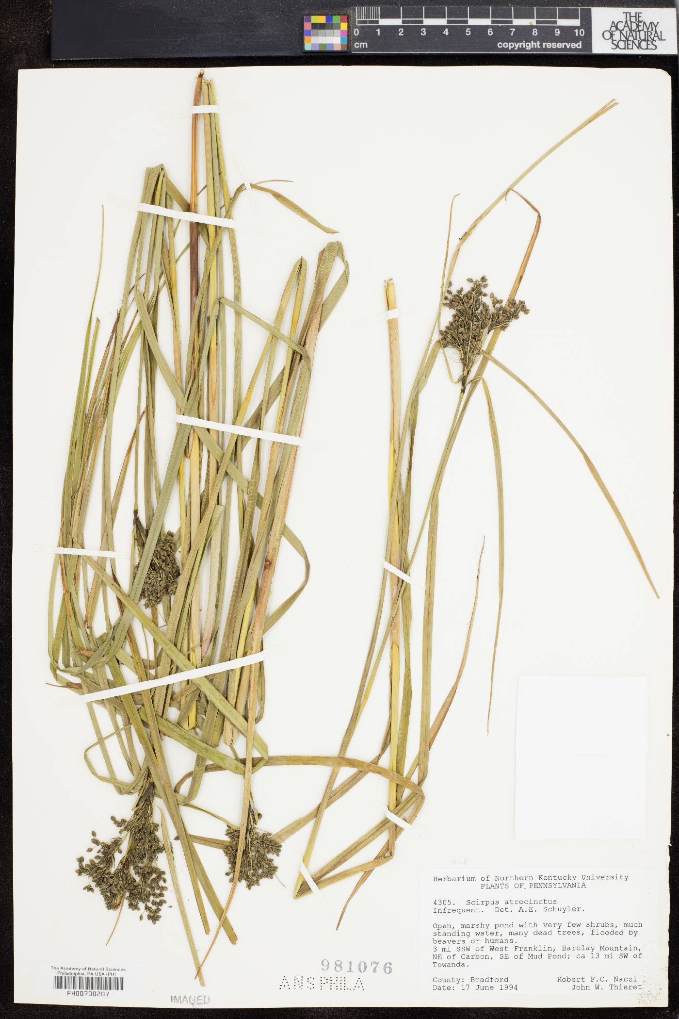 Scirpus atrocinctus image