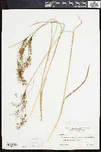 Scirpus atrocinctus image