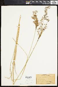 Scirpus atrocinctus image