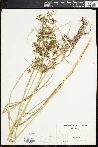 Scirpus atrocinctus image