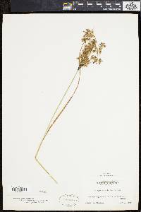 Scirpus atrocinctus image