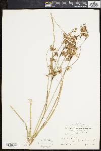 Scirpus atrocinctus image