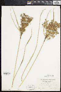 Scirpus atrocinctus image