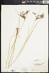 Scirpus atrocinctus image