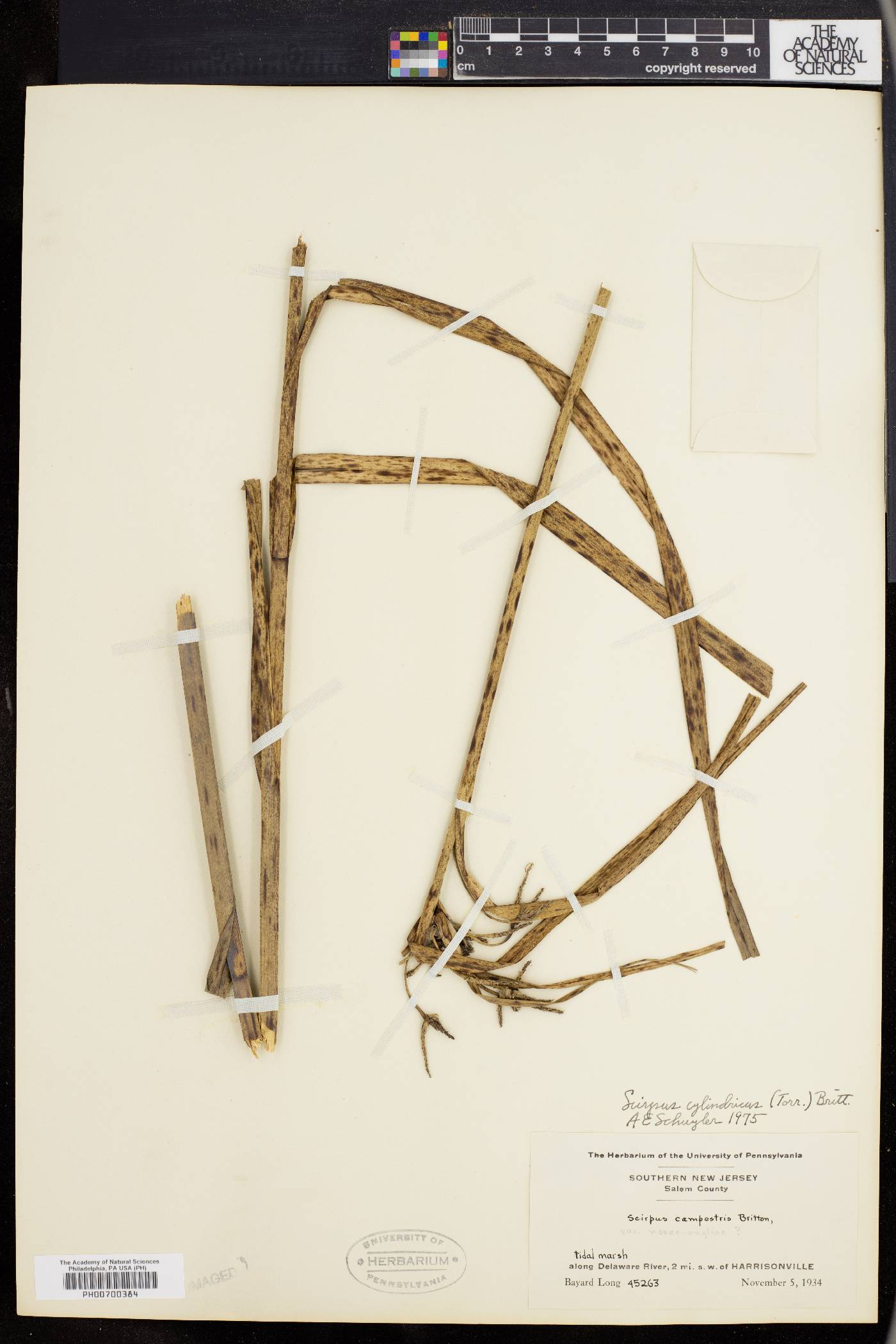 Scirpus cylindricus image
