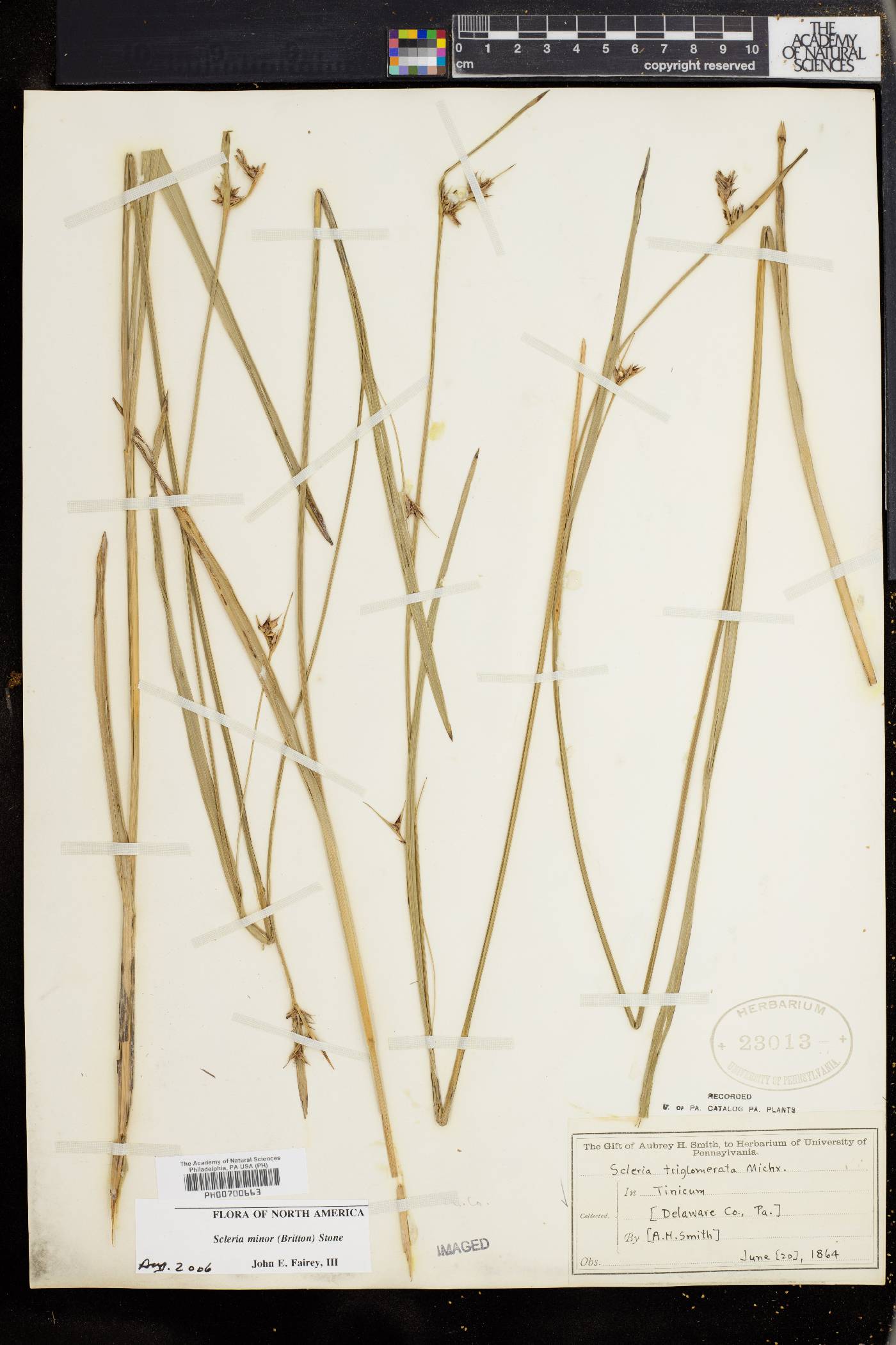 Scleria minor image