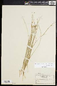 Scleria pauciflora image