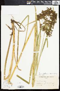 Scirpus hattorianus image