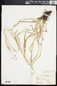 Scirpus hattorianus image