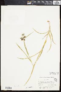 Scirpus hattorianus image