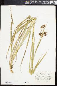 Scirpus hattorianus image