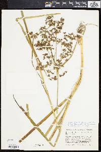 Scirpus hattorianus image