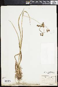 Scirpus hattorianus image