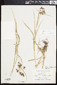 Scirpus hattorianus image