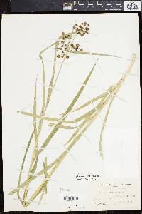 Scirpus hattorianus image