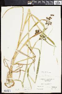 Scirpus hattorianus image