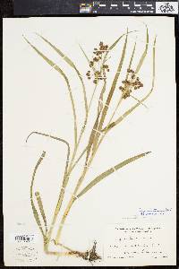 Scirpus hattorianus image