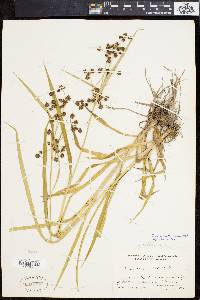 Scirpus hattorianus image