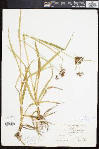 Scirpus hattorianus image