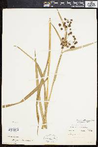 Scirpus hattorianus image