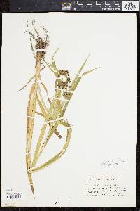 Scirpus hattorianus image