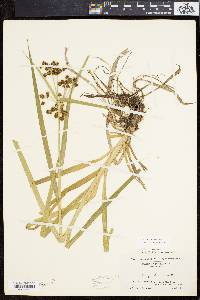 Scirpus hattorianus image