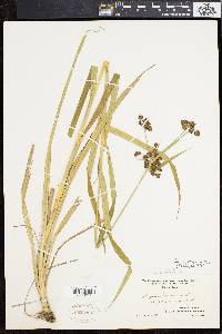 Scirpus hattorianus image