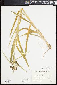 Scirpus hattorianus image