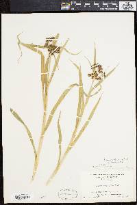 Scirpus hattorianus image