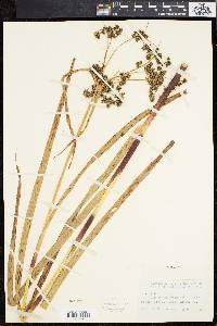 Scirpus microcarpus image