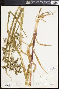 Scirpus microcarpus image