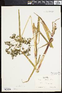 Scirpus microcarpus image