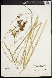 Scirpus cyperinus var. pelius image