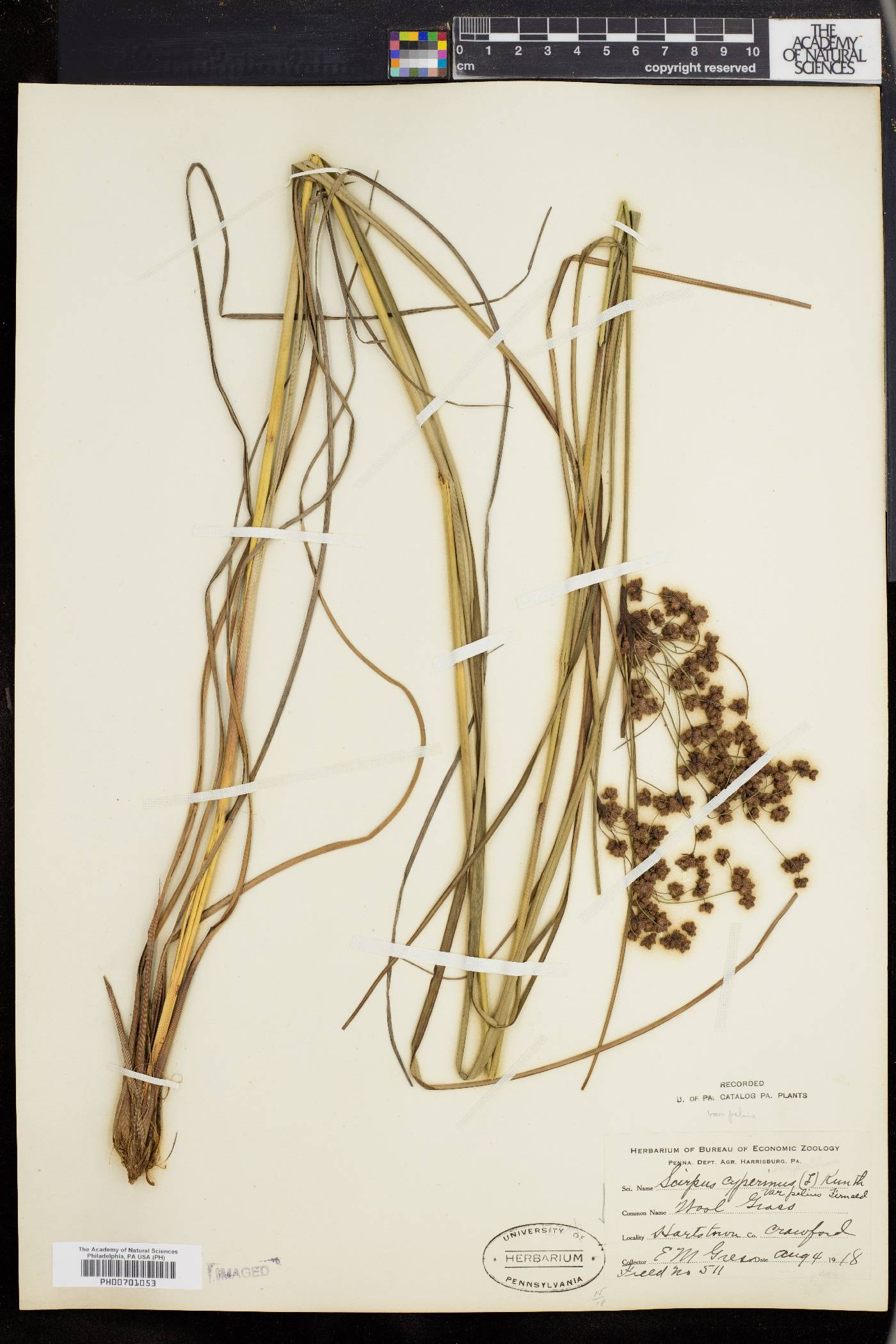 Scirpus cyperinus var. pelius image