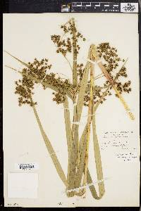 Scirpus expansus image